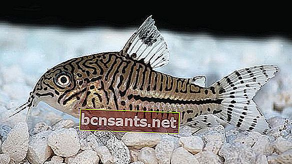 pesci ornamentali d'acqua dolce