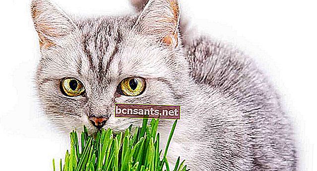 кошки едят траву
