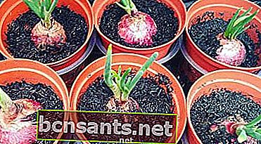 cara menanam bawang merah 2