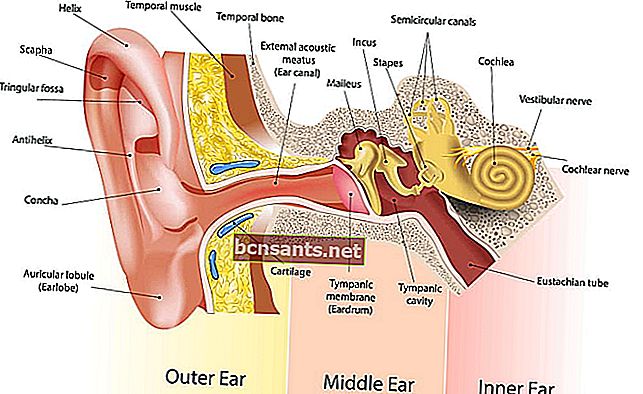 Bahagian telinga
