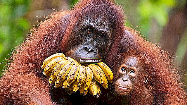 Orangutanlar için görsel sonuçları