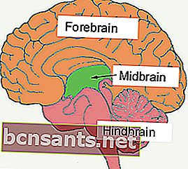 активация среднего мозга