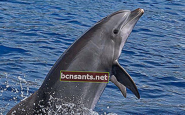 Resultado de imagen para delfines y humanos