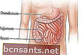 El sistema digestivo del intestino delgado humano.
