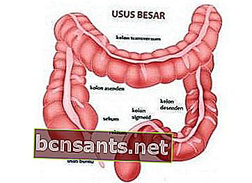 Système digestif humain gastrique