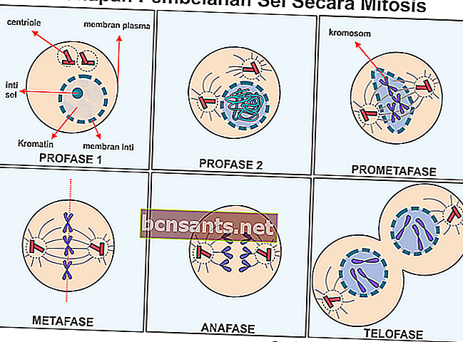perbezaan antara mitosis dan meiosis