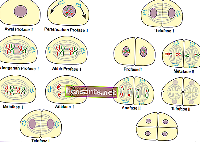 perbezaan antara mitosis dan meiosis