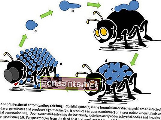 Beauveria bassiana: un potente hongo que atrapa insectos como bioinsecticida